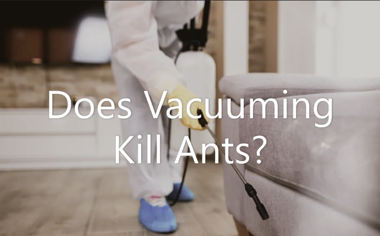 Does Vacuuming Kill Ants