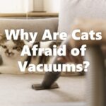 Why Are Cats Afraid of Vacuums