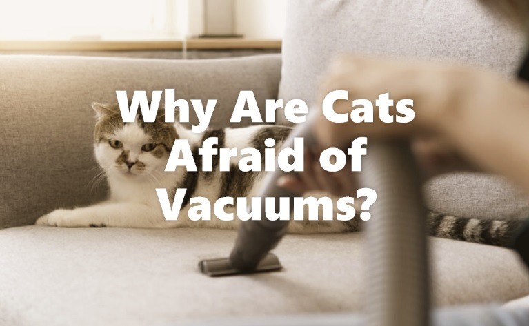 Why Are Cats Afraid of Vacuums