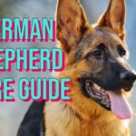 German Shepherd Care Guide