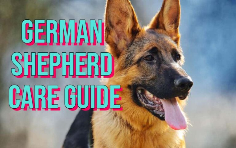 German Shepherd Care Guide