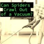 Can Spiders Crawl Out of A Vacuum