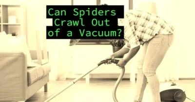 Can Spiders Crawl Out of A Vacuum